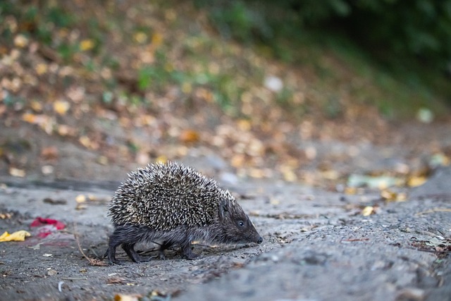 因倫敦奧林 因倫敦奧林